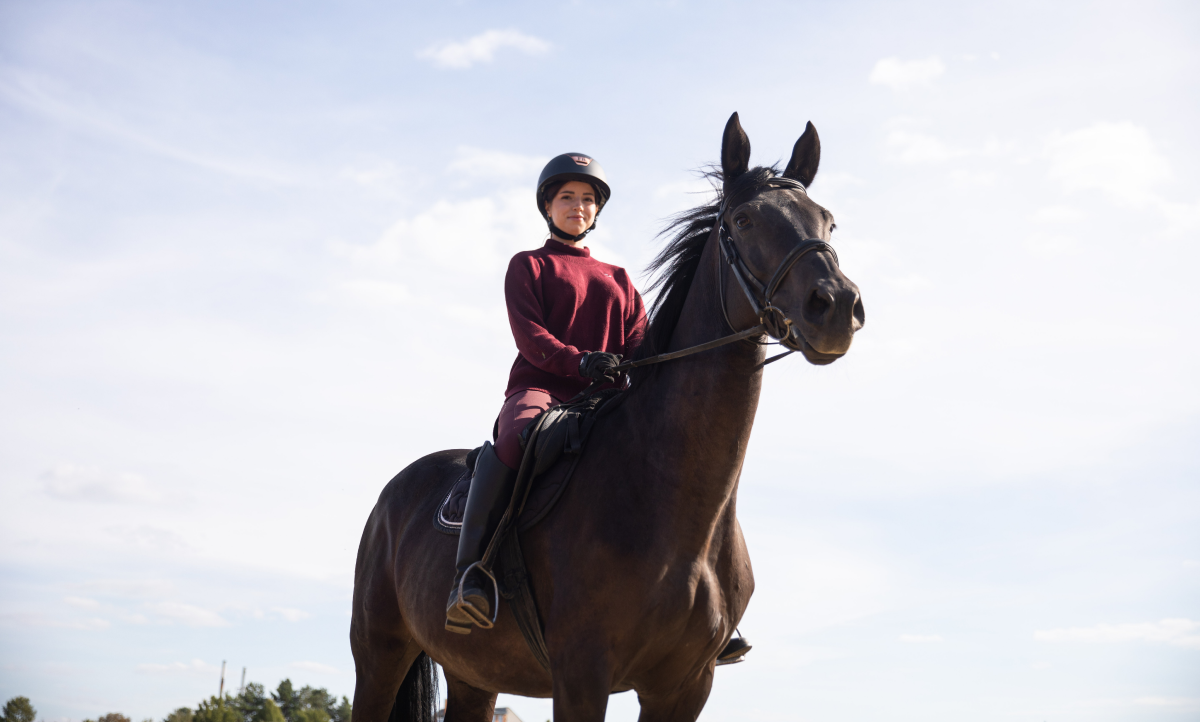 Horse
